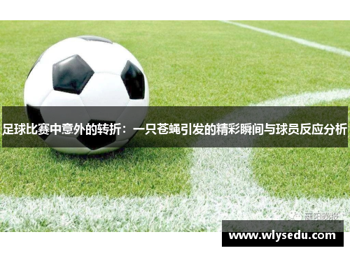 足球比赛中意外的转折：一只苍蝇引发的精彩瞬间与球员反应分析